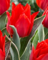 Tulipa Rob Verlinden - Red Tulips 