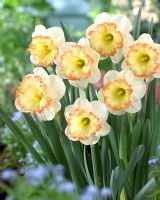 Narcissus 'Romy'- White and orange daffodils 