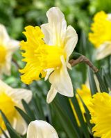 Narcissus 'Las Vegas' - Closeup of yellow daffodil in profile 