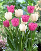 Tulipa 'Angel's Wish' and 'Don Quichotte' - White and pink tulips