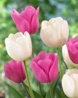 Tulipa 'Angel's Wish' and 'Don Quichotte' - Close up of white and pink mixed tulips 
