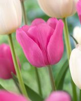 Tulipa 'Don Quichotte' - Closeup of pink tulip