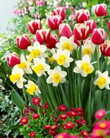 Tulipa 'Christmas Gift' and Narcissus 'Smiling Sun' - Mixed Spring border 
