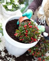 Planting winter container with Gaultheria procumbens 