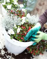 Planting winter container with Gaultheria procumbens, Leucophyta brownii and Viola