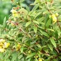 Berberis gagnepainii var. lanceifolia 