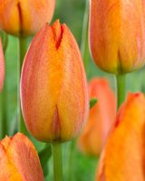 Tulipa 'La Douce France'