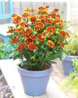 Helenium - Burnt orange flowering plant in container 