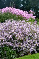 Saponaria x lempergii Max Frei - Pink flowers of soapwort in mixed border 