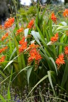 Crocosmia masoniorum Firebird - Burnt orange flowers 