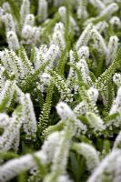 Hebe 'Snowdrift' - Closeup of white Hebe flowers 