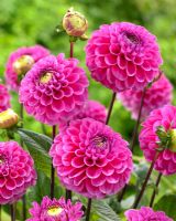 Dahlia 'Happy Hour' - Pink Dahlia flowers 