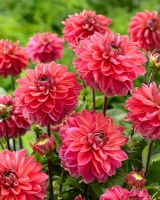 Dahlia 'Sunny Sunday' - Red Dahlia flowers 