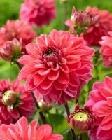 Dahlia 'Sunny Sunday' - Closeup of red Dahlia flower 