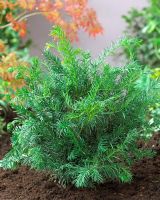 Taxus baccata 'Repandens' - Closeup of small evergreen tree 