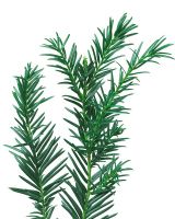 Taxus 'baccata Repandens' - Closeup of pine needles against white studio background 
