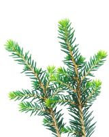 Picea omorica Karel - Closeup of evergreen tree branches 