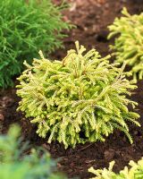 Thuja occidentalis 'Golden Tuffet' - Closeup of evergreen shrub 