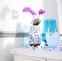 Dendrobium in vase