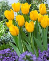 Tulipa 'Golden Tycoon' - Yellow tulips in mixed Spring border 