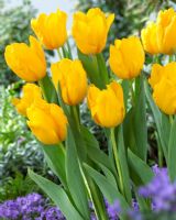 Tulipa 'Golden Tycoon' - Yellow tulips 