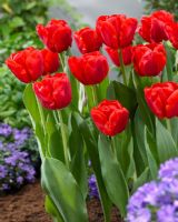 Tulipa 'Ferrari' - red tulips 