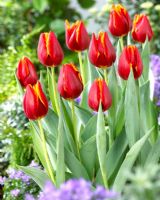Tulipa 'Devenish' - Red and yellow tulips 