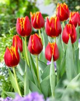 Tulipa 'Devenish'