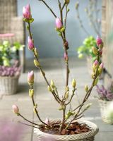 Magnolia x soulangeana 'Satisfaction' - Saucer Magnolia tree in container