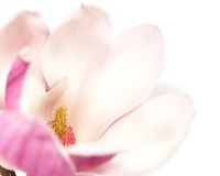 Magnolia x soulangeana 'Satisfaction'