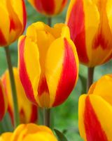 Tulipa 'Super Flair'