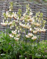 Lilium martagon albiflorum