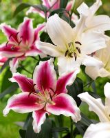 Lilium 'Lakeside Beloved' and 'Ovatie'