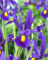 Iris 'Pioneer' - Closeup of purple and yellow Irises 