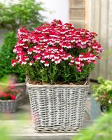 Nemesia 'White Bordeaux' - Wicker container of red and white flowering plant 