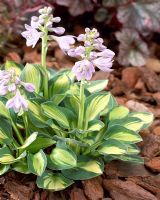 Hosta 'Holy Mouse Ears' - Pink flowering hosta with variegated leaves 