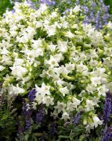 Campanula Mrs. van Vollenhoven - Closeup of white flowering plant 