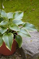Hosta 'Prima Donna' - closeup of Hosta with variegated and ridged leaves 