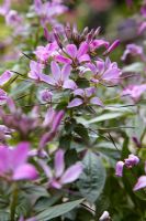 Cleome 'Senorita Rosalita' - Closeup of pink flowering plant 