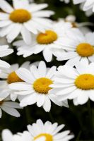 Leucanthemum 'Snowcap' - Shasta Daisy 