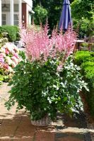 Astilbe 'Mighty Pip' in container on terrace 