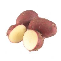 Closeup of harvested red potatoes 