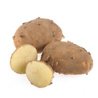 Still life of Maris Piper potatoes on white background 