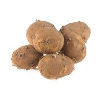 Harvested Maris Piper potatoes on white background 