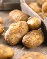 Maris Piper potatoes 