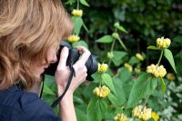 Woman photographing Phlomis russeliana in garden 