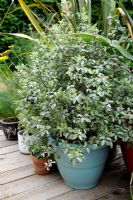 Pittosporum tenuifolium 'Irene Paterson' in pot on terrace 
