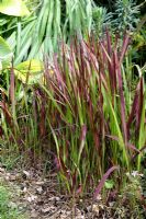 Imperata cylindrica 'Red Baron' syn. 'Rubra' - Blood Grass
