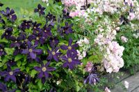 Mixed border with Clematis 'Romantika' with Rosa