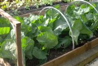 Raised bed and metal hoops, wooden frame and mesh, used for growing and protecting cabbage plants